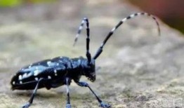 天牛哥最新爆料新闻,揭秘最新热点事件内幕