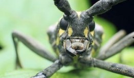 天牛哥最新爆料新闻,揭秘最新热点事件内幕