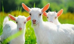 小羊爆料真的赚钱吗视频,视频背后的盈利秘密