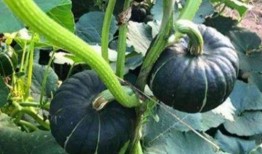 土豆直播间网红吃瓜,一场别开生面的吃瓜盛宴