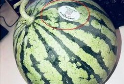 百万网红吃瓜有哪些,揭秘网络热点背后的故事