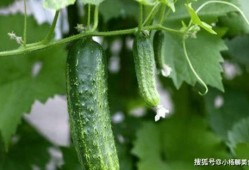 王瓜店免费吃,共享丰收喜悦