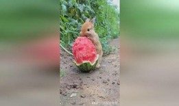 娱乐吃瓜小兔子,娱乐圈吃瓜小兔子的幕后故事