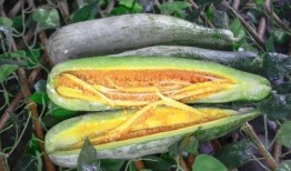 吃网红的大瓜叫什么来着,那些令人瞠目结舌的幕后故事