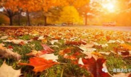 秋天妈妈最新爆料图片,秋日风情尽显母爱光辉