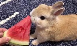 娱乐吃瓜小兔子,娱乐圈吃瓜小兔子的幕后故事