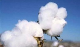 长寿棉花厂爆料视频播放,揭秘工厂内幕引发热议