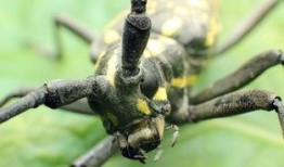 天牛哥最新爆料新闻,揭秘最新热点事件内幕