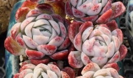 网友爆料多肉视频网站,网友爆料热门视频网站多肉盛宴