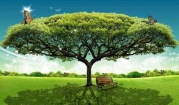 大树爆料视频下载