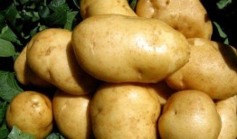 土豆直播间网红吃瓜,一场别开生面的吃瓜盛宴